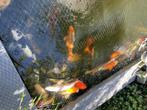 Japanse koi vijver 30-40 kois, Dieren en Toebehoren, Karper of Koi