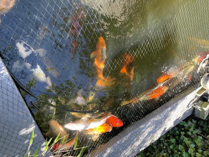 Japanse koi vijver 30-40 kois, Dieren en Toebehoren, Vissen | Vijvervissen, Karper of Koi