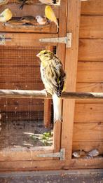 Kanaries te koop of ruilen poppen mannen, Dieren en Toebehoren, Meerdere dieren, Kleurkanarie