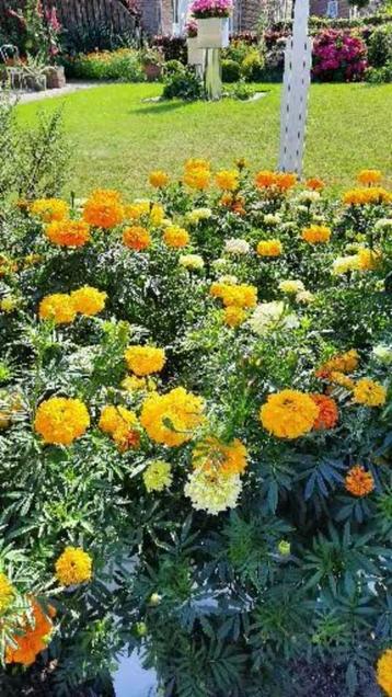 Plantjes HOGE ORANJE Afrikanen, Zinnia's en Goudsbloemen. beschikbaar voor biedingen