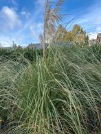 Gratis! Pampasgras, Ophalen, Overige soorten, Halfschaduw