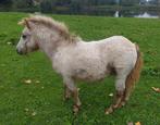 2 veulens, appaloosa (gefokt), Dieren en Toebehoren, Pony's, Niet van toepassing, Hengst, A pony (tot 1.17m), Gechipt