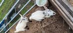 Goede plek gezocht voor 2 hoornloze makke bokjes, Dieren en Toebehoren, Mannelijk, Geit