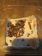 Wandelende Blad Eitjes - Phyllium, Dieren en Toebehoren, Insecten en Spinnen