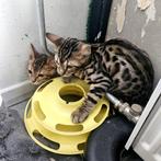 Bengaalse kitten te koop, Meerdere dieren, Gechipt, 0 tot 2 jaar