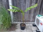 Musa Basjoo bananenplant stamhoogte 70cm., Ophalen