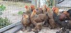 Brahma kriel hennen, Dieren en Toebehoren, Pluimvee, Vrouwelijk, Kip