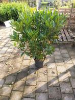 Rhododendron cunningham's white 80-100 cm hoog, Ophalen, Rhododendron, Minder dan 100 cm