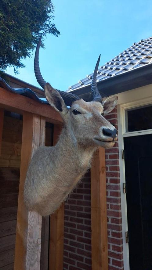 Prachtige opgezette Antilope!, Verzamelen, Dierenverzamelingen, Zo goed als nieuw, Opgezet dier, Ophalen of Verzenden