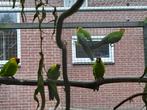 Hoorn parkieten, Dieren en Toebehoren, Meerdere dieren, Parkiet, Geringd