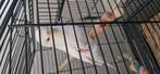 Albino grasparkiet, Dieren en Toebehoren, Mannelijk, Parkiet