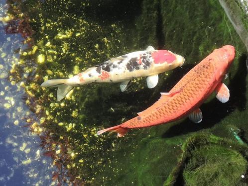 I.v.m. stoppen hobby ter overname koi, Dieren en Toebehoren, Vissen | Vijvervissen, Karper of Koi