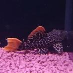 L-114 Pseudocanticus leopardus, Vis