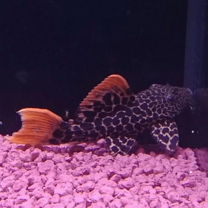 L-114 Pseudocanticus leopardus, Dieren en Toebehoren, Vissen | Aquariumvissen, Vis