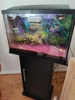 Mooi aquarium te koop. Compleet., Ophalen, Zo goed als nieuw, Gevuld zoetwateraquarium