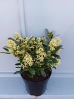 Skimmia Japonica 'Finchy' ( Wit ), Ophalen, Overige soorten, Struik, Minder dan 100 cm