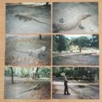 Alles moet weg: 6 foto's Komodo varaan, jaren 90, Gebruikt, 1980 tot heden, Foto, Ophalen of Verzenden