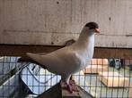 Helmduif, Dieren en Toebehoren, Vogels | Duiven, Geslacht onbekend, Tuimelaar of Roller