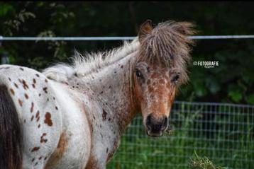 Diverse mogelijkheden pensionstalling bij Red Rose Ranch beschikbaar voor biedingen