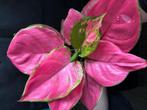 Aglaonema pink star, Overige soorten, Minder dan 100 cm, Ophalen of Verzenden, Halfschaduw