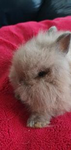 Teddy dwerg konijnen, Dieren en Toebehoren, Konijnen, Meerdere dieren, Dwerg