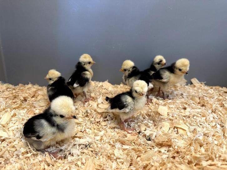 Kuifhoender (padua) baby kuikens hennetjes, gesekst, ingeënt, Dieren en Toebehoren, Pluimvee, Kip, Vrouwelijk