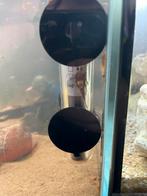 Pleco, Ophalen, Nieuw