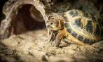 15 x Vierteenlandschildpad ( Testudo horsfieldii ) schildpad, Dieren en Toebehoren, Reptielen en Amfibieën, 0 tot 2 jaar, Schildpad