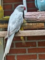 Halsbandparkiet grijze opaline dominant gezoomd, Dieren en Toebehoren, Vogels | Parkieten en Papegaaien, Vrouwelijk, Parkiet, Geringd