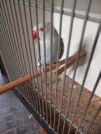 Halsband parkiet, Dieren en Toebehoren, Geslacht onbekend, Parkiet, Geringd