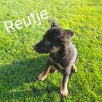 Duitse Herder Pups, Dieren en Toebehoren, Rabiës (hondsdolheid), 8 tot 15 weken, Meerdere, Meerdere dieren