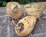 Broedeieren van raszuivere Franse Jumbo Japanse kwartels, Dieren en Toebehoren, Meerdere dieren, Overige soorten