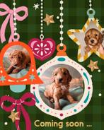 Labradoodle puppies .... coming soon!, Rabiës (hondsdolheid), Overige rassen, 8 tot 15 weken, Geslacht onbekend