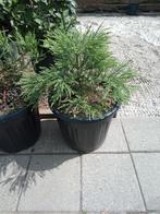 Mammoetboom Sequoiadendron giganteum&Anna Paulowna tomentosa, Tuin en Terras, Planten | Bomen, Bloeit niet, Overige soorten, 400 cm of meer