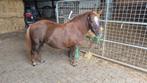 Prachtige shetlander menpony!, Merrie, Gechipt, Niet van toepassing, 7 tot 10 jaar