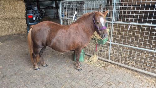 Prachtige shetlander menpony!, Dieren en Toebehoren, Paarden, Merrie, Niet van toepassing, 7 tot 10 jaar, Recreatiepaard, Met stamboom