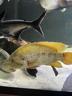 Golden jaguar cichliden, Dieren en Toebehoren, Vis, Zoetwatervis