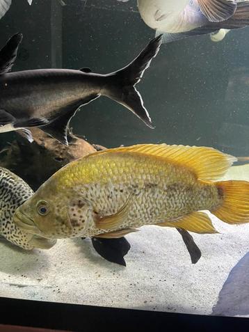Golden jaguar cichliden beschikbaar voor biedingen