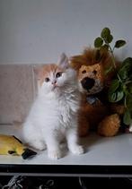 Mooie,lieve siberische kittens ️, Dieren en Toebehoren, Meerdere dieren, Ontwormd