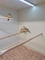 3x baardman, Dieren en Toebehoren, Vogels | Overige Vogels, Wildzangvogel, Geringd