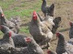 GROTE HANEN................., Dieren en Toebehoren, Pluimvee, Mannelijk, Kip