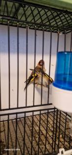 Koppel kleine putters 2025, Dieren en Toebehoren, Vogels | Overige Vogels, Meerdere dieren, Wildzangvogel, Geringd