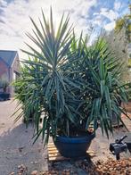 Super mooie grote Yucca Elephantipes puck, Ophalen of Verzenden