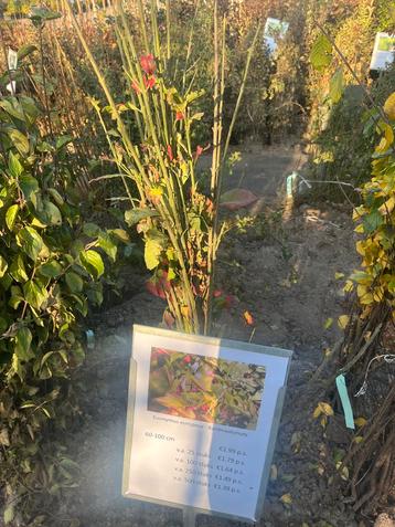 Euonymus europeus (kardinaalsmuts) beschikbaar voor biedingen