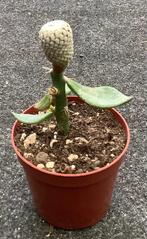 Cactus, Solisia, Ophalen of Verzenden, Zomer, Volle zon