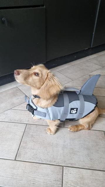 Hondenzwemvest sharkie maat xs kleine hond beschikbaar voor biedingen