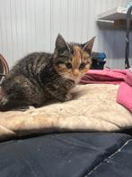 Mooie boederij kitten!, Dieren en Toebehoren, Katten en Kittens | Overige Katten, Poes, Kortharig, 0 tot 2 jaar
