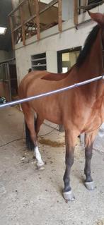 Paarden scheren