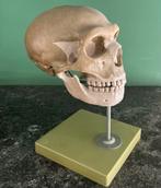Schedel model Somso, ZELDZAAM!!!, Ophalen