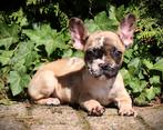 Franse bulldog pups, Dieren en Toebehoren, Honden | Bulldogs, Pinschers en Molossers, Parvo, Reu, 8 tot 15 weken, Bulldog